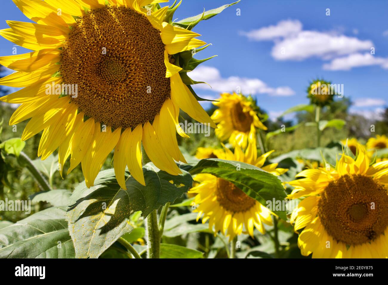 Sunny day in a sunflower field Stock Photo - Alamy