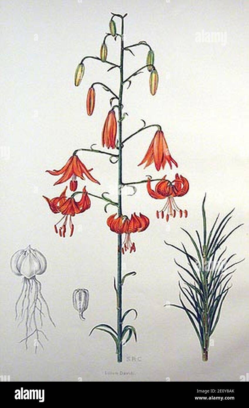 Lilium davidii (Litho). Stock Photo