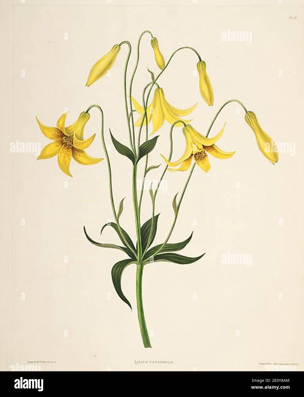 Lilium canadense (lit). Stock Photo