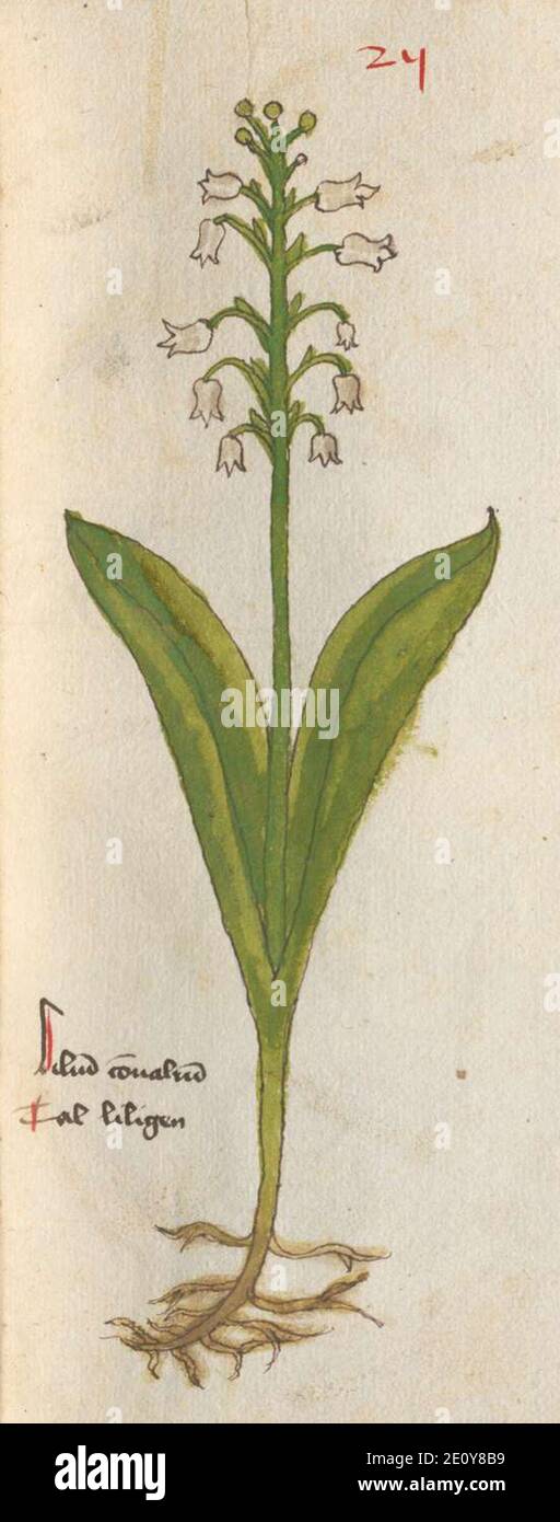 Lilium convallium hires stock photography and images Alamy