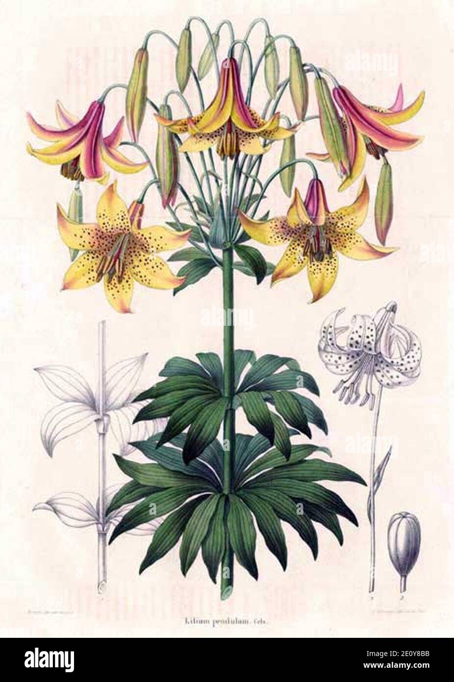 Lilium canadense - Annales de la Société royale d’Agriculture et de Botanique de Gand, Journal d’horticulture by Charles Morren. Stock Photo