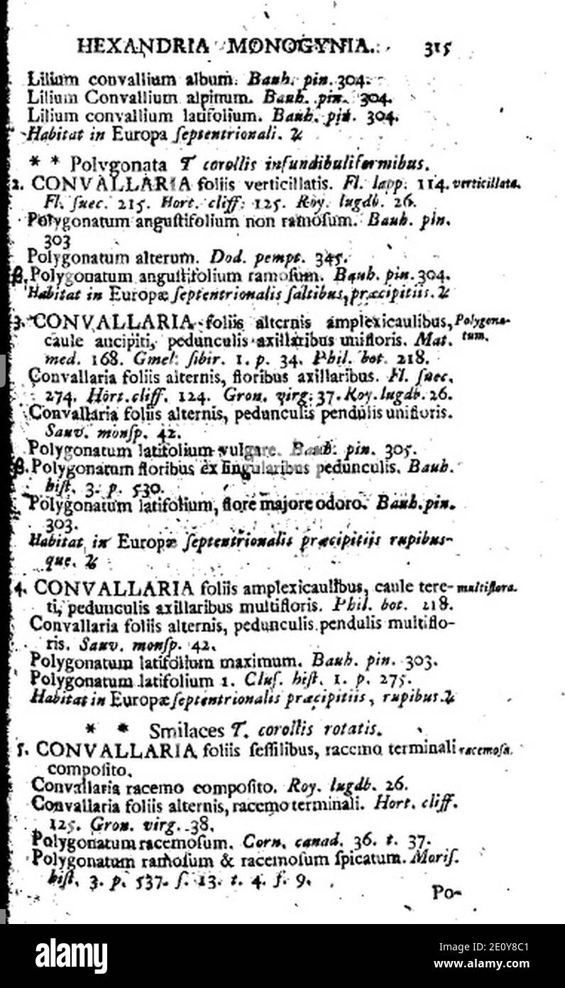 Lilium convallium P 315 Stock Photo Alamy