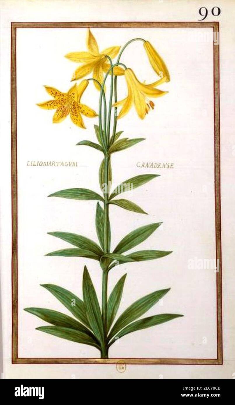 Liliomartagum canadense-Daniel Rabel-1624. Stock Photo
