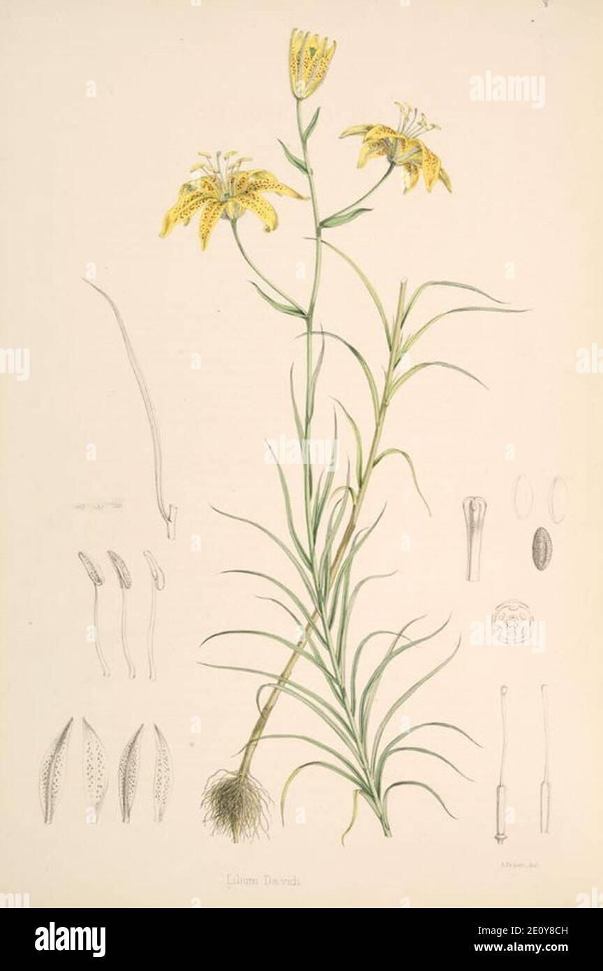 Lilium davidii. Stock Photo