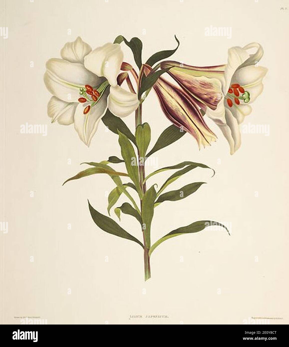 Lilium japonicum 2 (lit Stock Photo Alamy