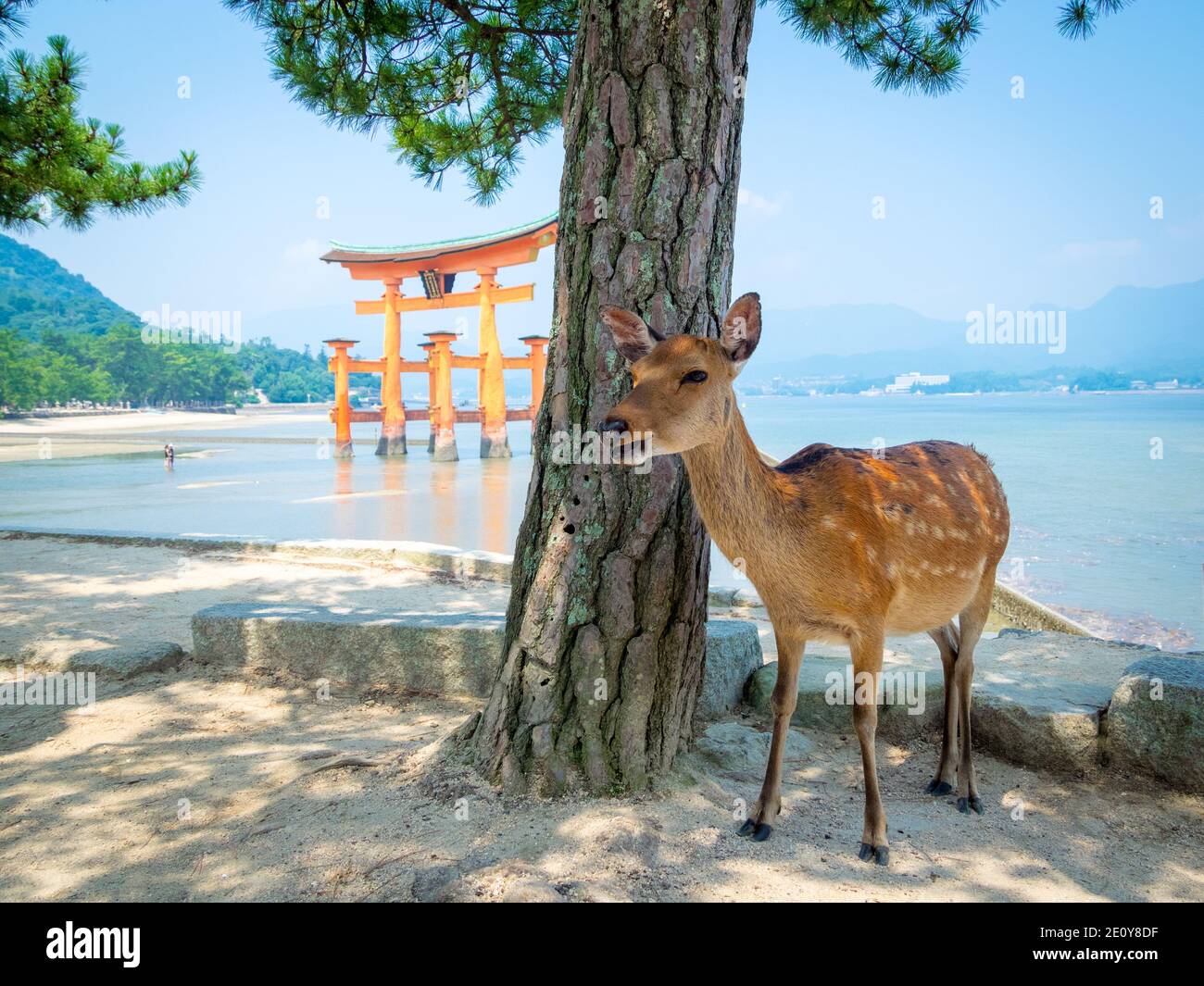 A female sika deer (Cervus nippon) in front of the floating torii gate at Itsukushima Shrine on the island of Miyajima, Hiroshima Prefecture, Japan. Stock Photo