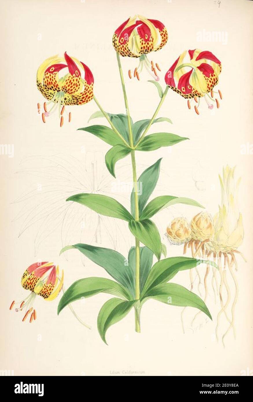 Lilium pardalinum (lit). Stock Photo