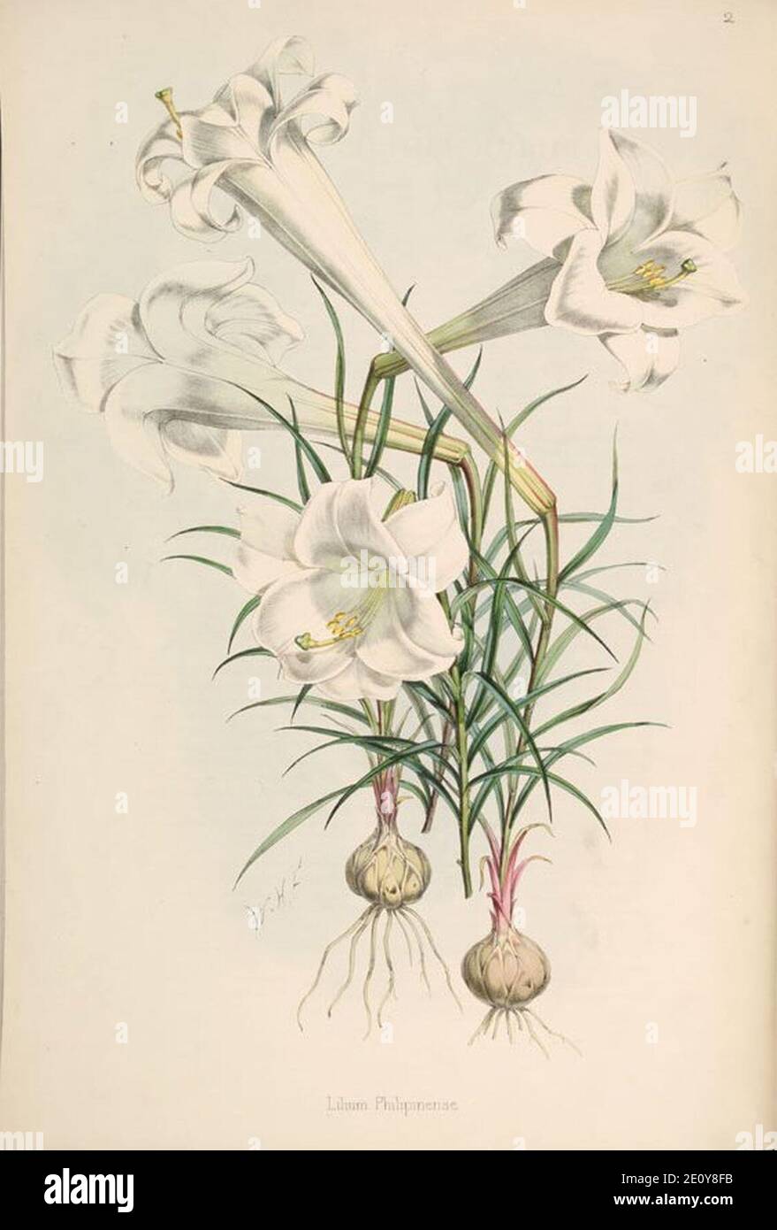 Lilium philippinense. Stock Photo