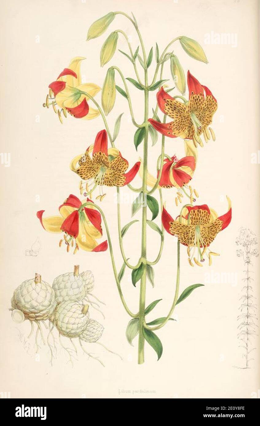 Lilium pardalinum 2 (lit). Stock Photo