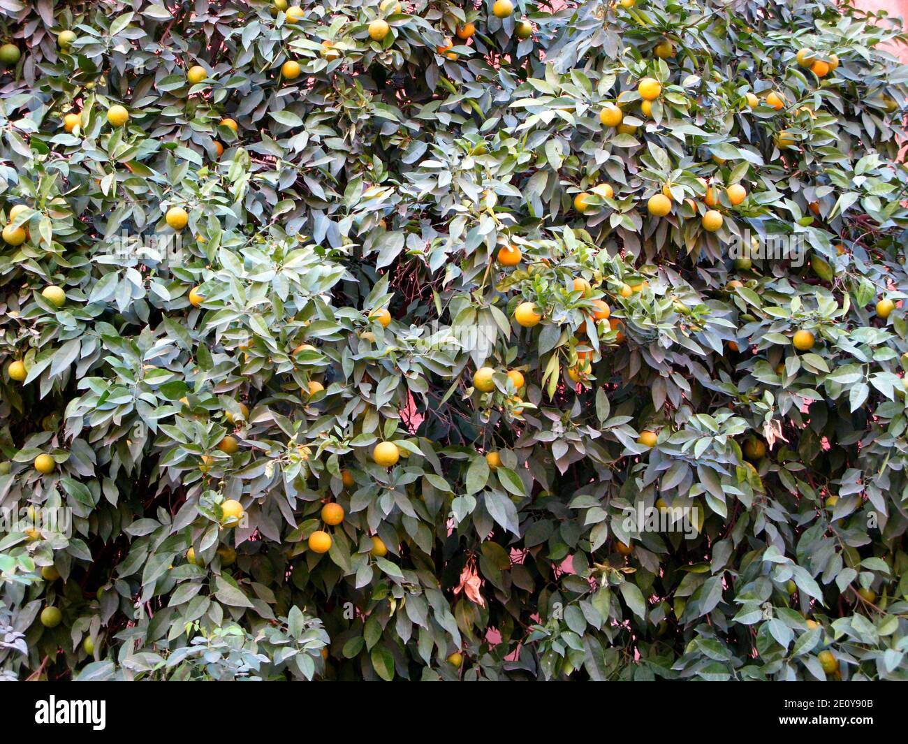 The orange tree in Marrakech city, Morocco Stock Photo