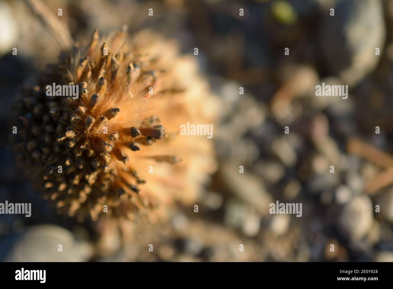 Seed pod puffy ball releasing seeds Stock Photo Alamy