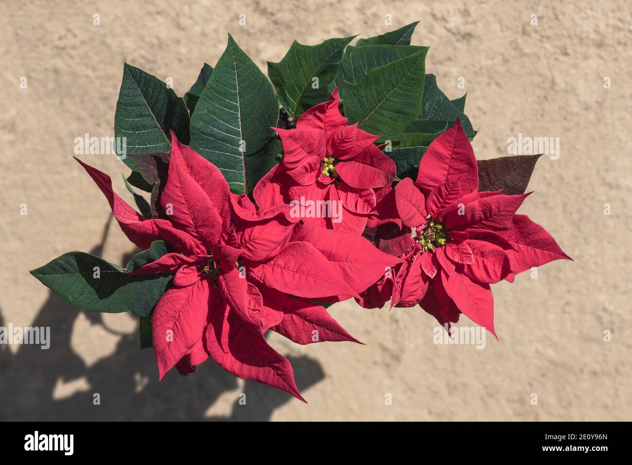 traditional flaming red poinsettia plant showing three clusters of flowers and bracts on a natural blurred sand background Stock Photo