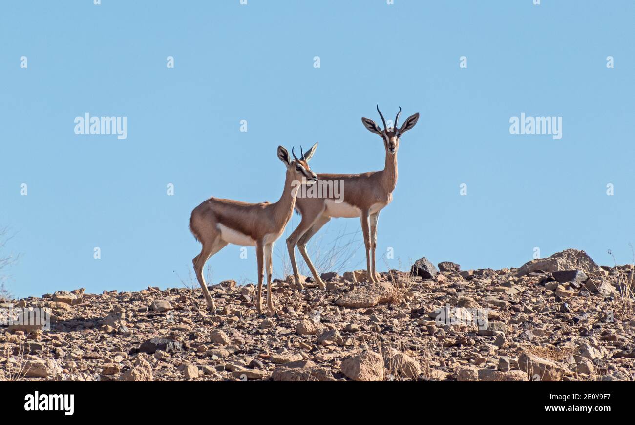 two stunning dorcas gazelles standing of a barren rocky hilltop in the Makhtesh ramon crater in israel with a clear blue sky in the background Stock Photo
