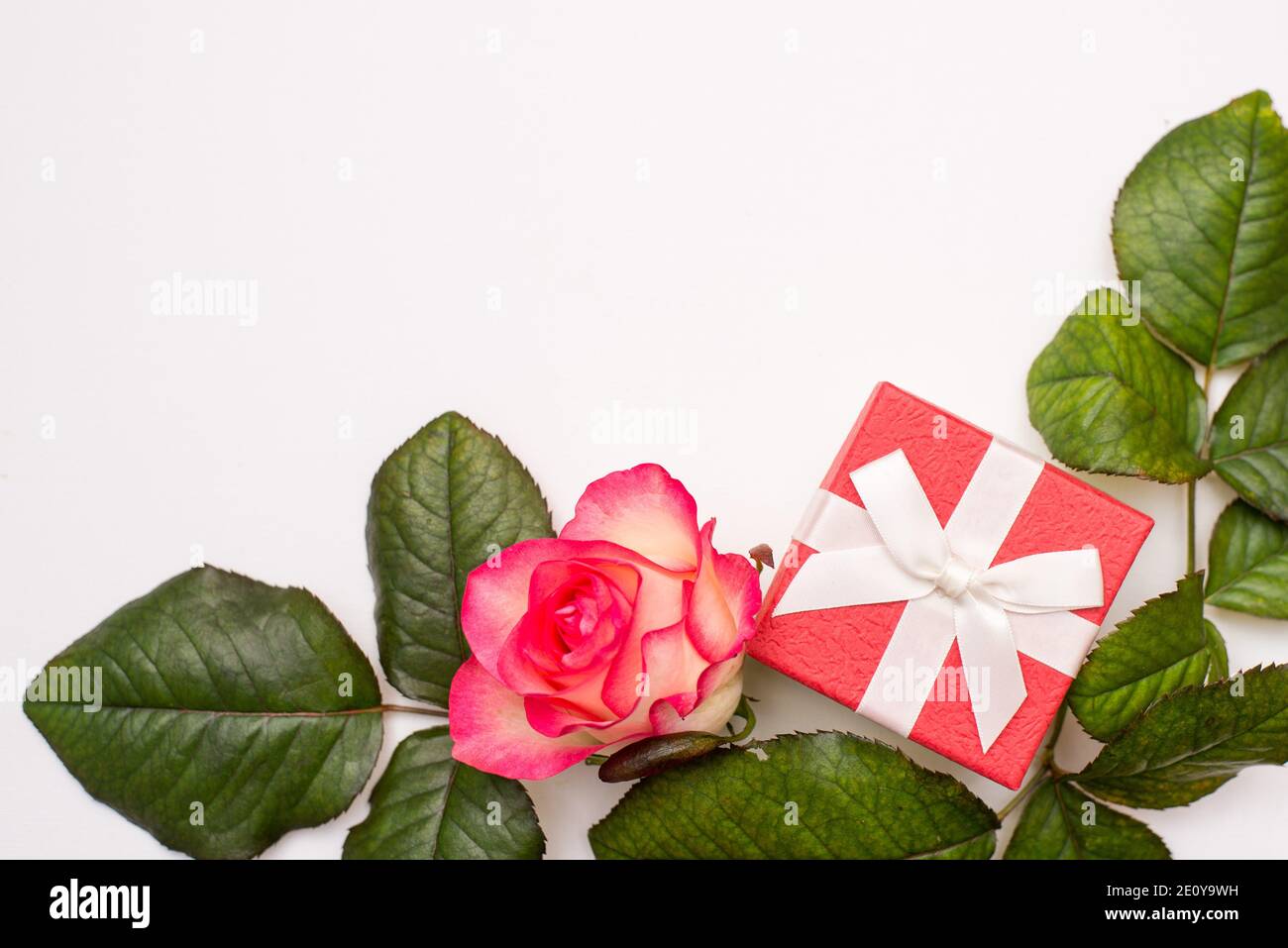 flower gift isolated on a white background, greeting card with copy space Stock Photo