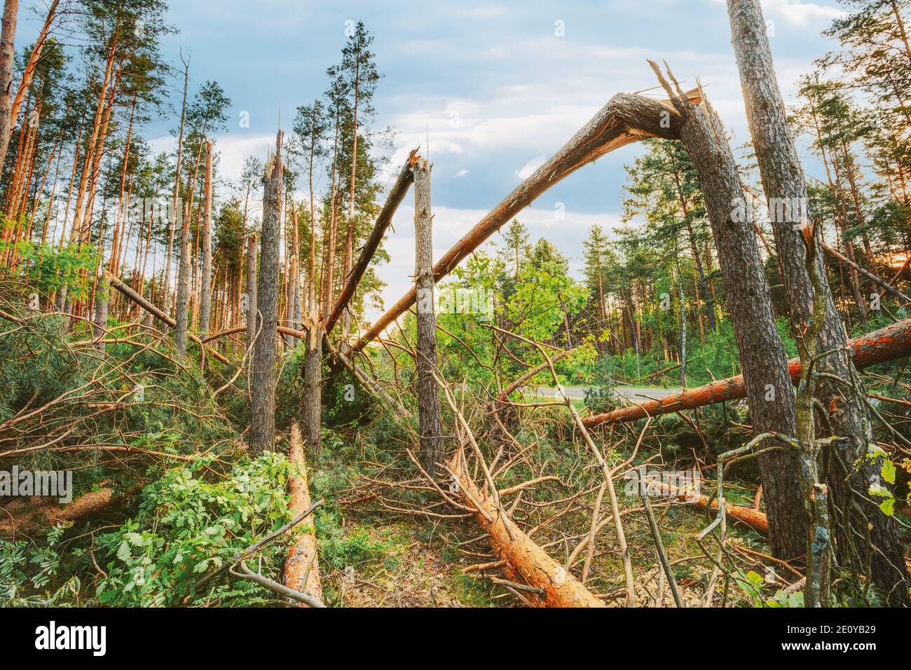 Windfall In Forest. Storm Damage. Stock Photo