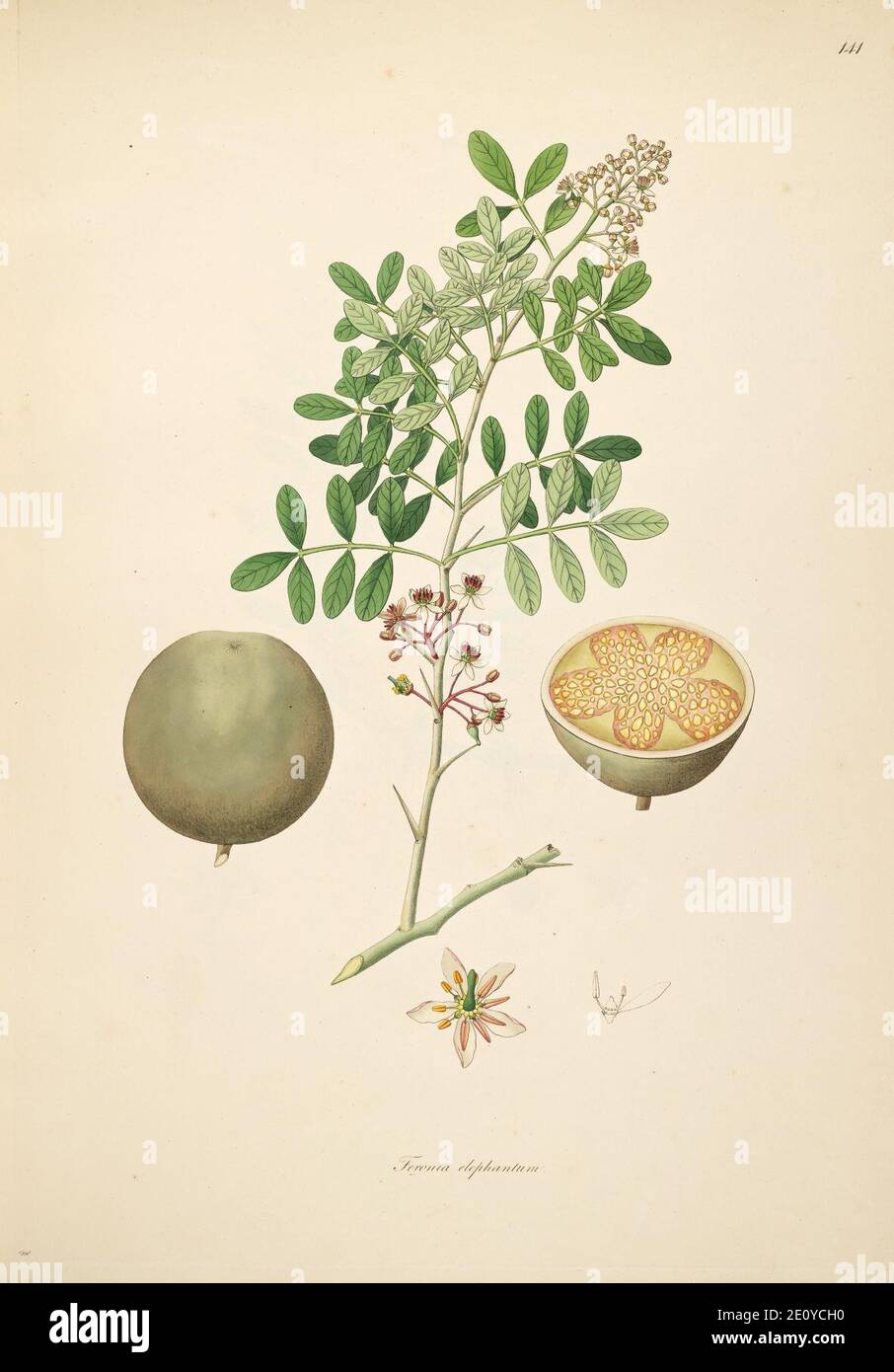 Limonia acidissima Roxburgh 1798 2-141. Stock Photo