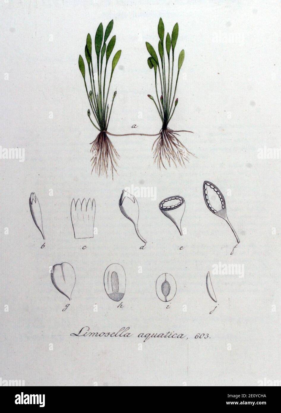 Limosella aquatica — Flora Batava — Volume v8. Stock Photo