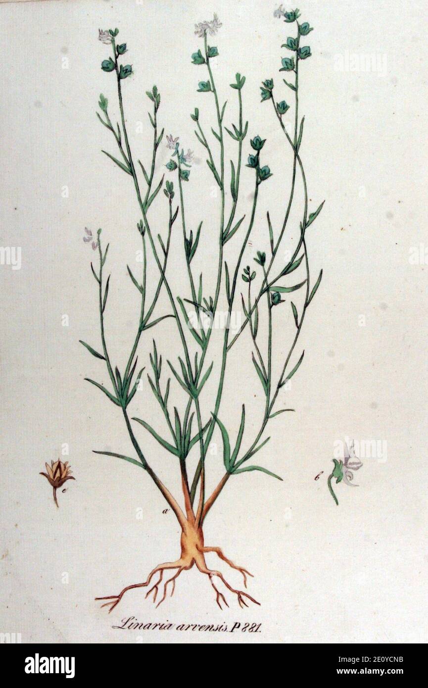 Linaria arvensis — Flora Batava — Volume v12. Stock Photo
