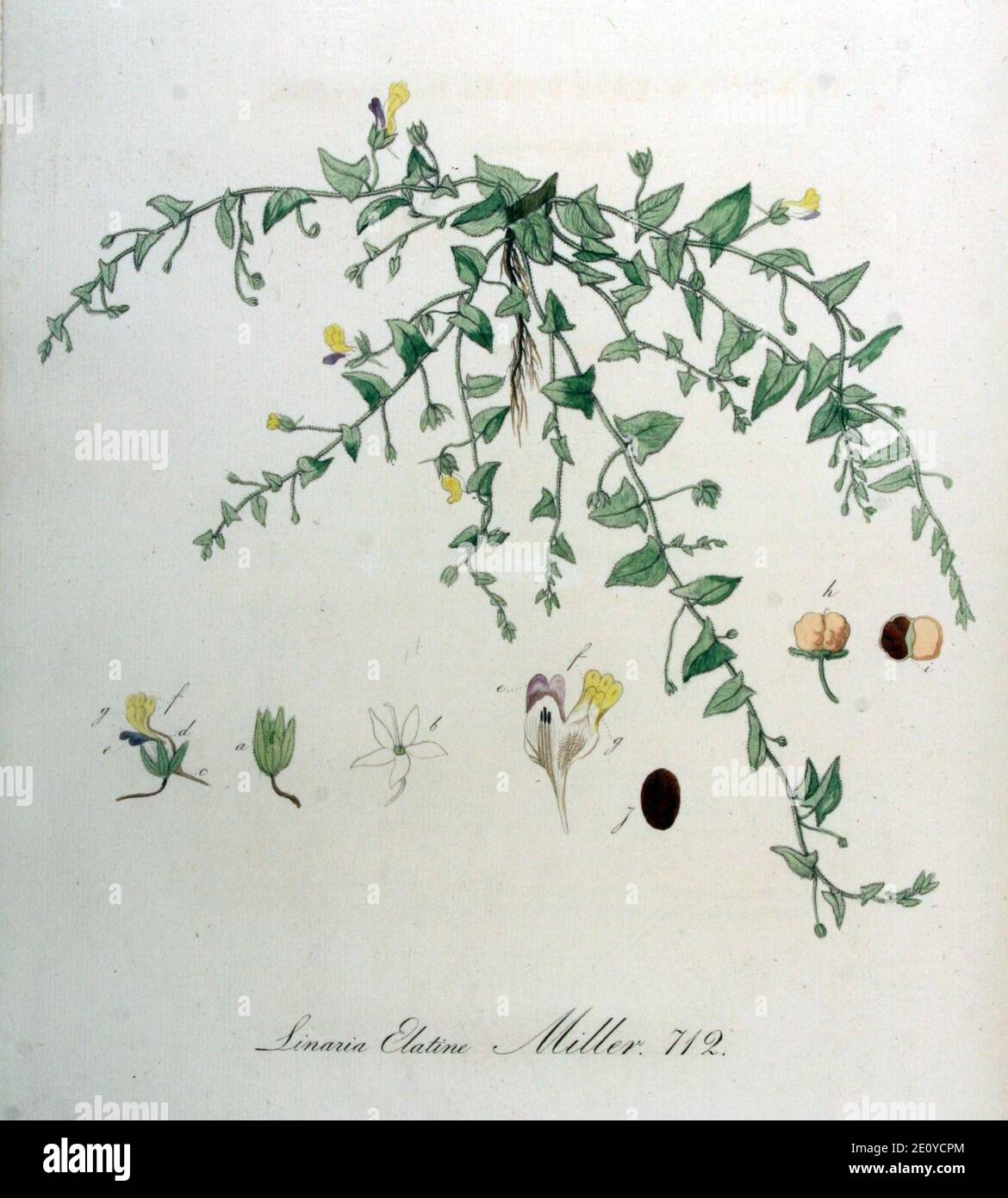 Linaria elatine — Flora Batava — Volume v9. Stock Photo