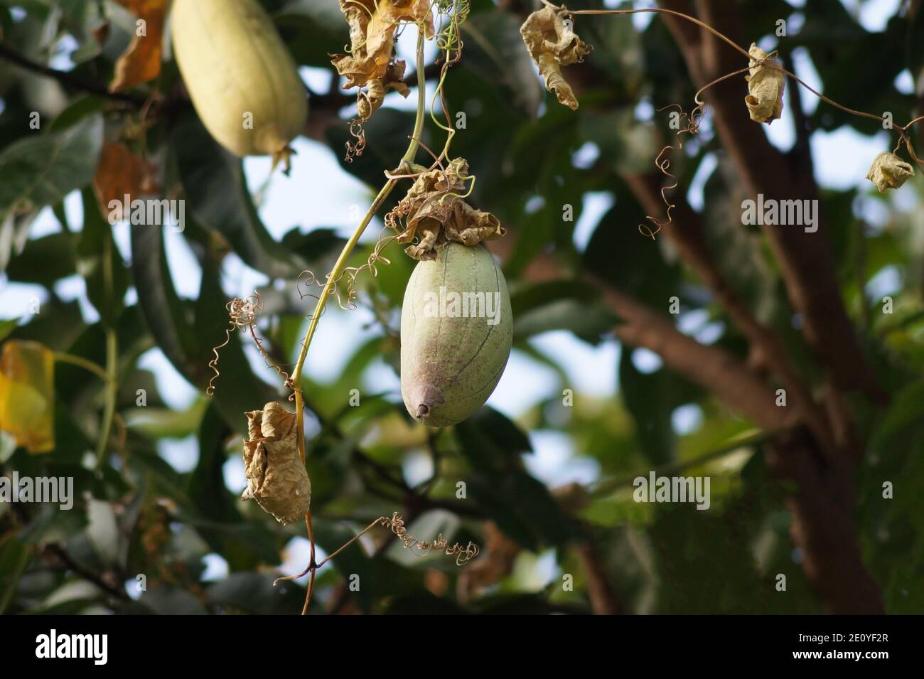 Sponge gourd on the tree. It is a different variety of sponge guard called Luffa or loofah ( Luffa aegyptiaca ). The fully developed fruit is used in Stock Photo