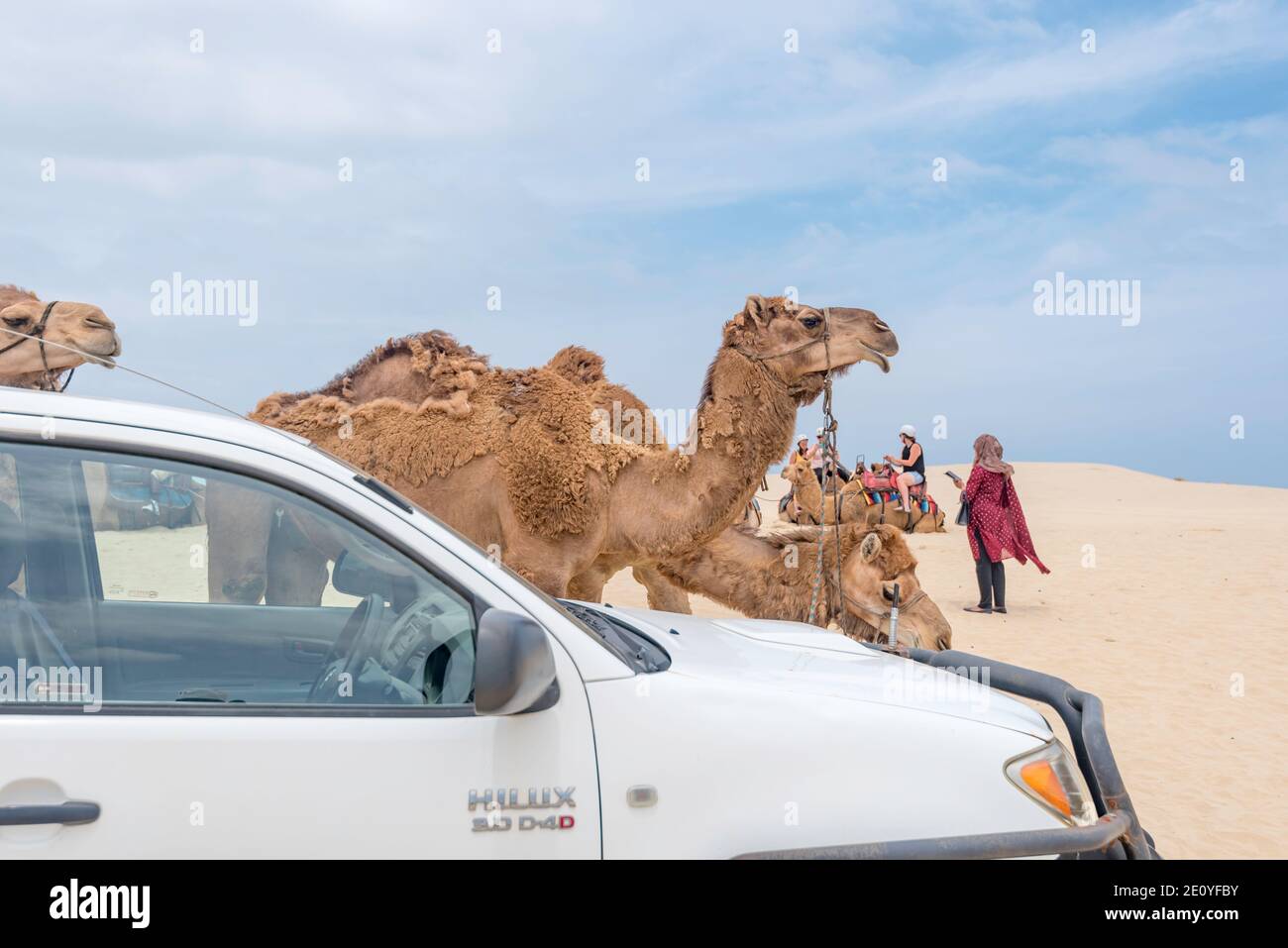Camel rides are very popular with visitors to Birubi Beach near Anna Bay and Nelson Bay, Port Stephens on the north coast of New South Wales Australia Stock Photo