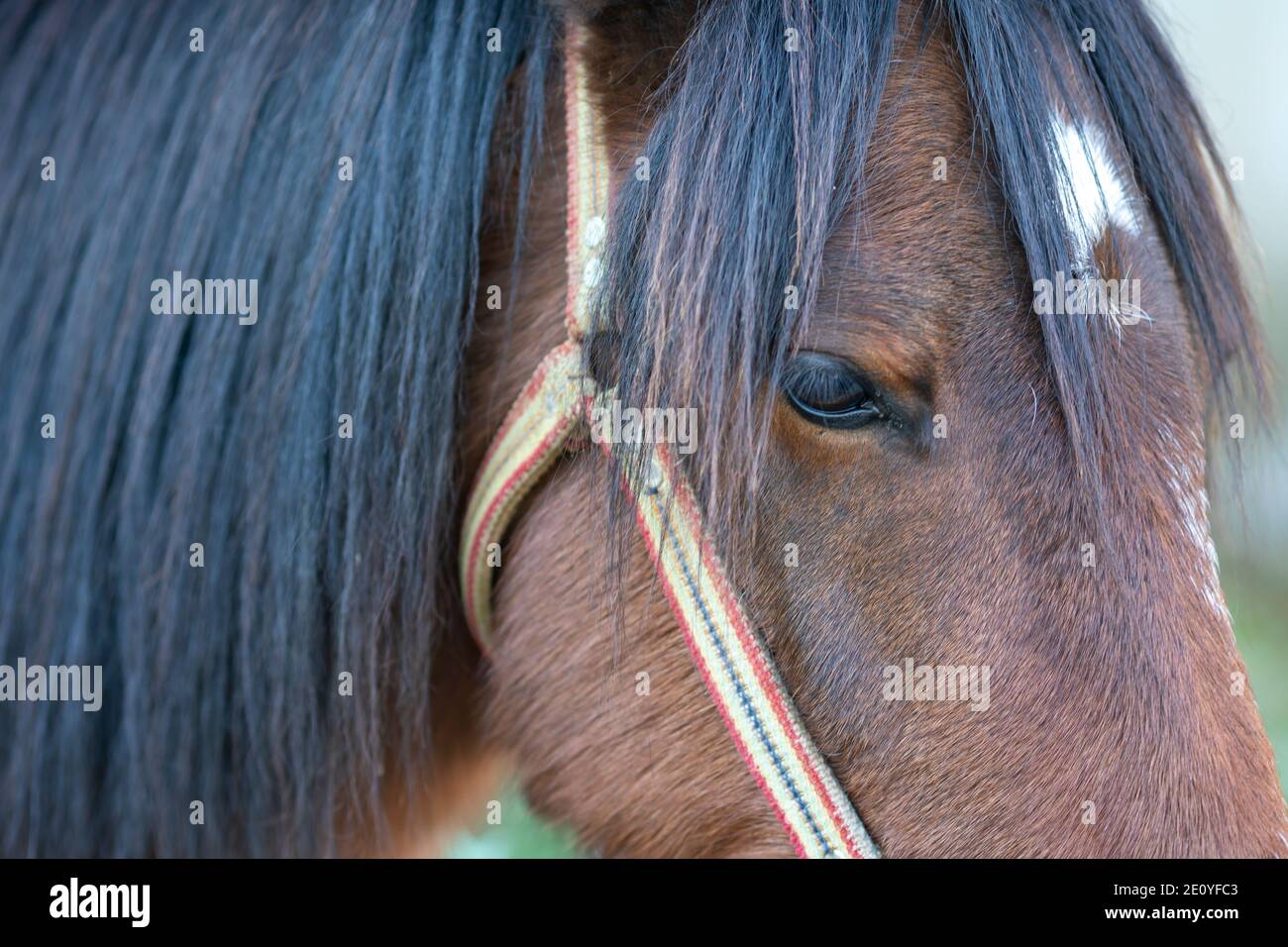Horse eye infection hires stock photography and images Alamy