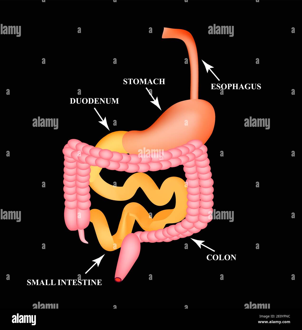 Organs of the gastrointestinal tract. Esophagus, stomach, duodenum, small intestine, colon Organs of the gastrointestinal tract. Esophagus, stomach, duodenum, small intestine, colon