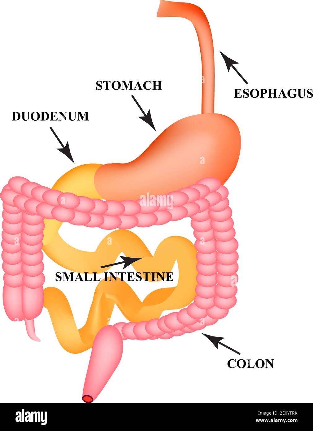 Organs of the gastrointestinal tract. Esophagus, stomach, duodenum