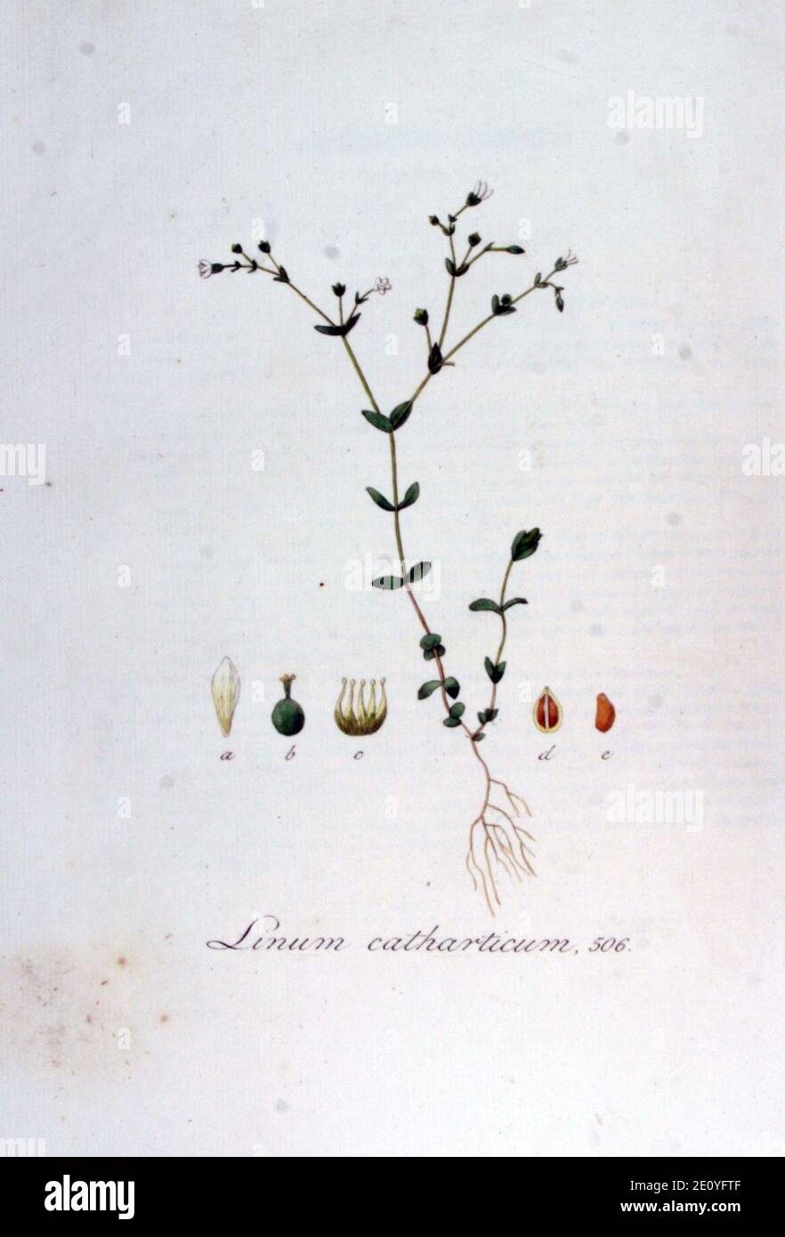 Linum catharticum — Flora Batava — Volume v7. Stock Photo
