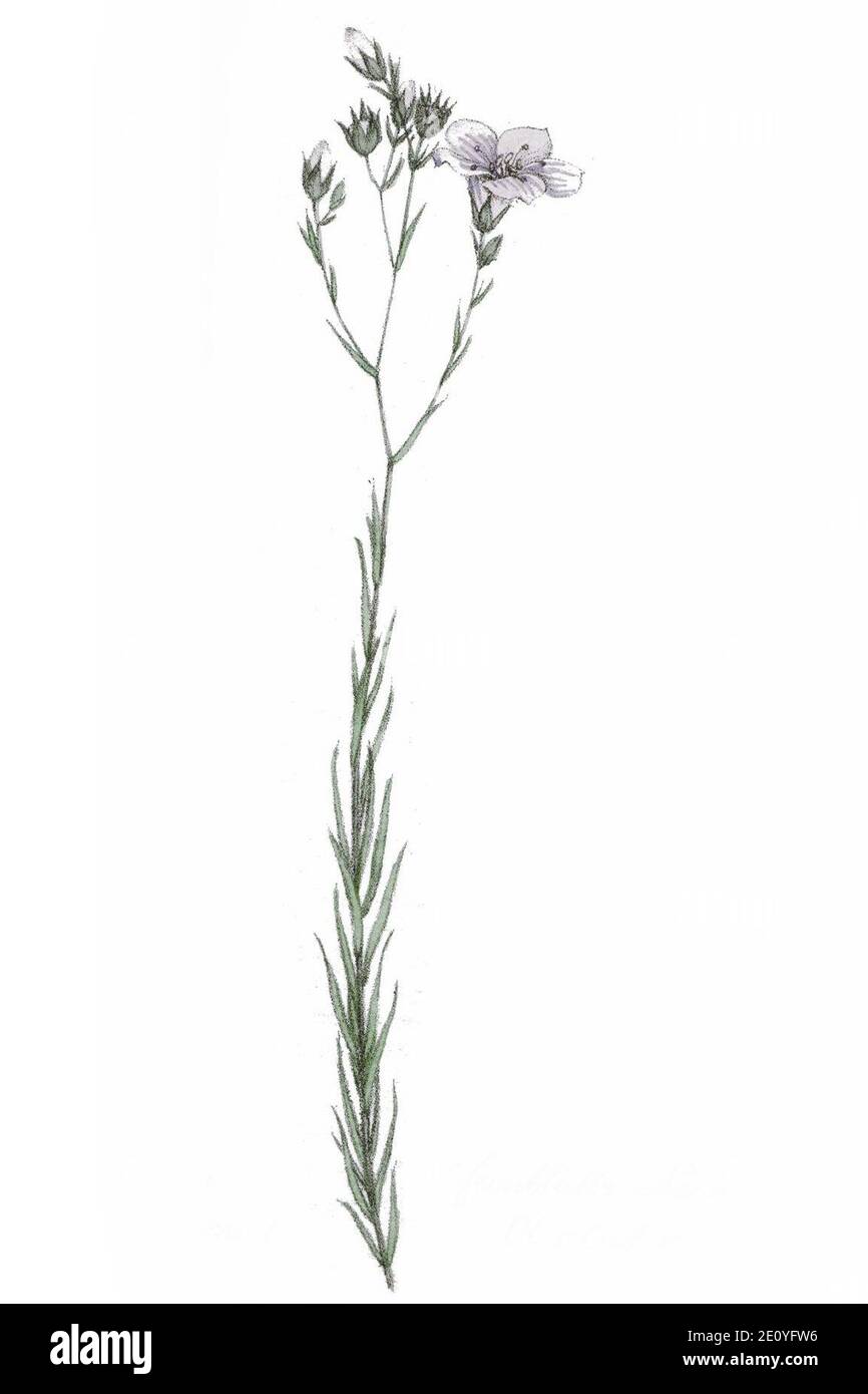 Linum tenuifolium L ag1. Stock Photo