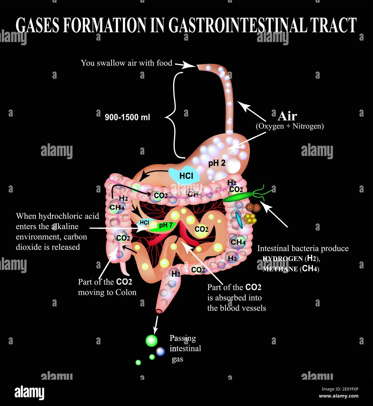 Formation of gases in the gastrointestinal tract. Esophagus, stomach