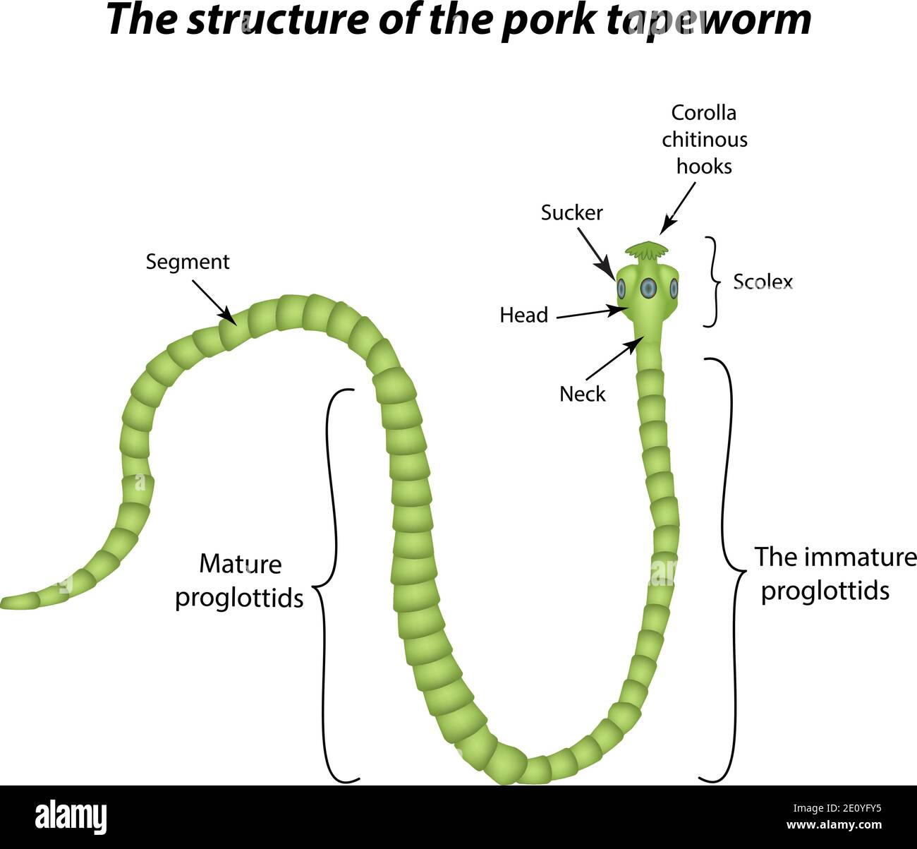The structure of the pork tapeworm. Vector illustration on isolated background Stock Vector