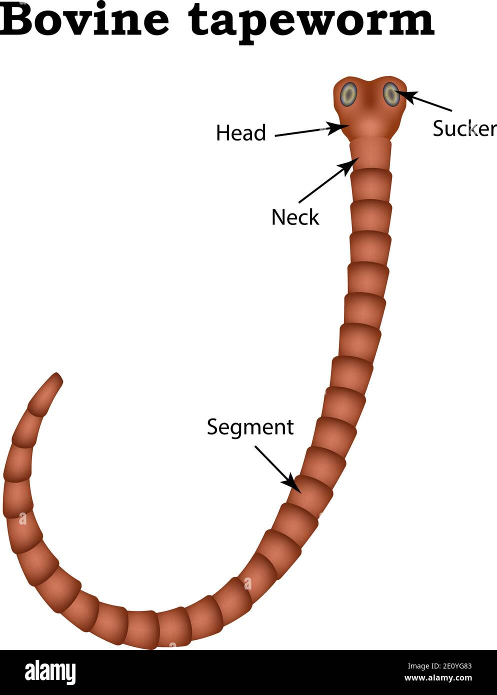 Cestoda tapeworm Stock Vector Images Alamy