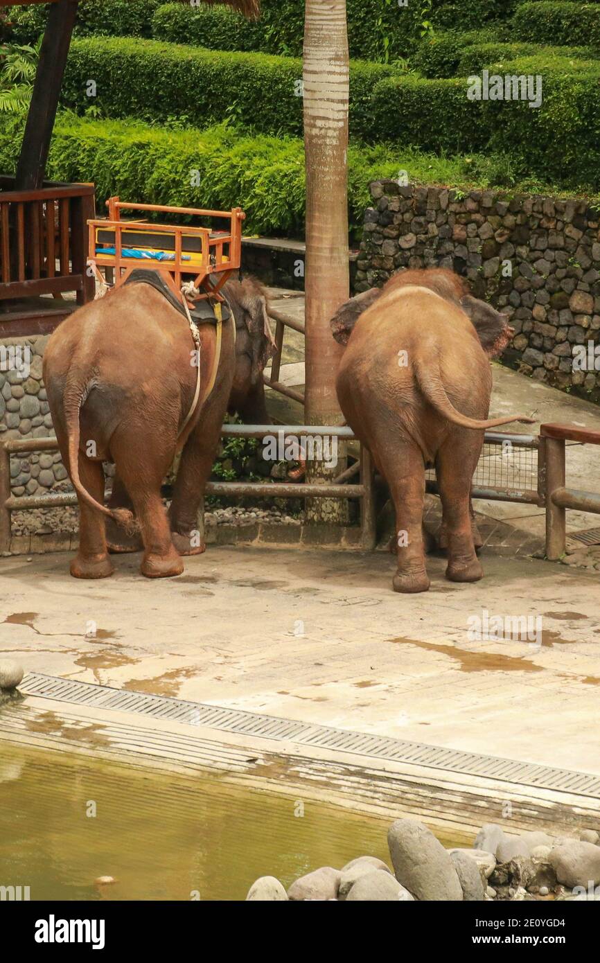 zoo melaka elephant ride - Cameron Fisher