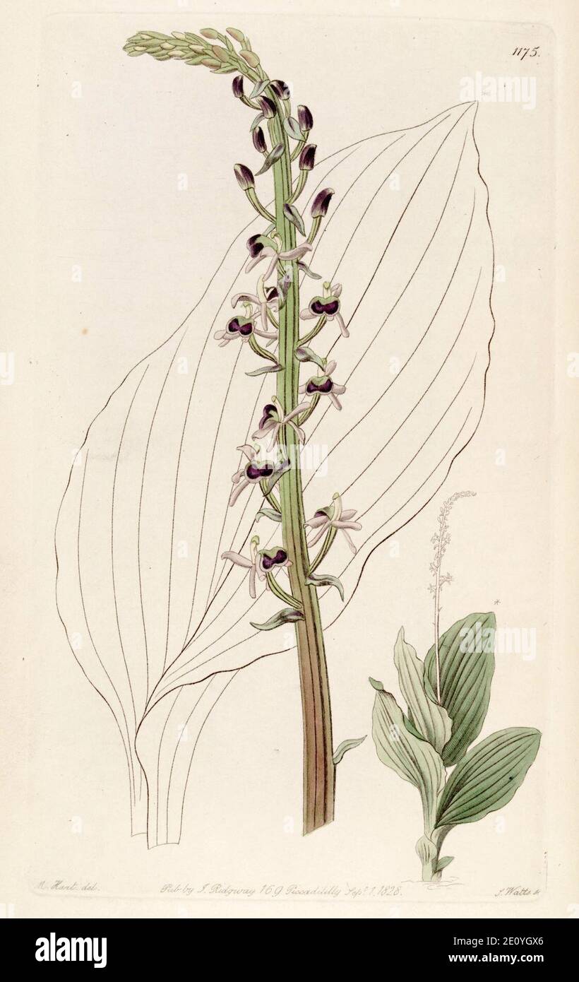 Liparis nervosa subsp. nervosa (as Liparis elata) - Bot. Reg. 14 pl. 1175 (1828). Stock Photo