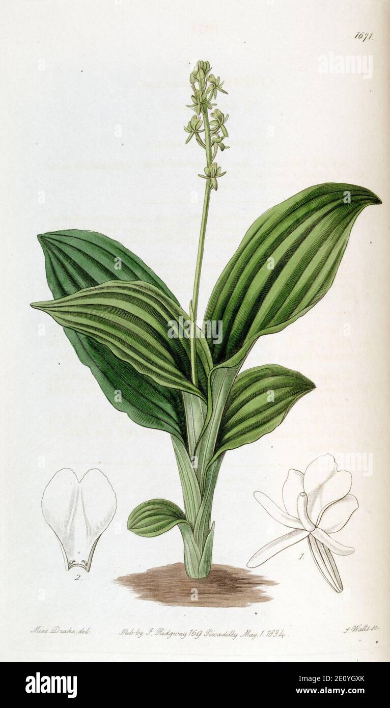Liparis nervosa subsp. nervosa (as Liparis guineensis) -Edwards vol 20 pl 1671 (1835). Stock Photo