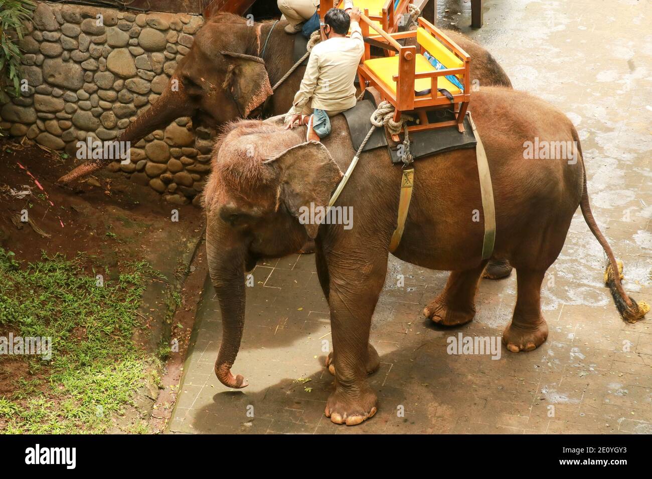 Indian Elephant Decorated High Resolution Stock Photography and Images ...