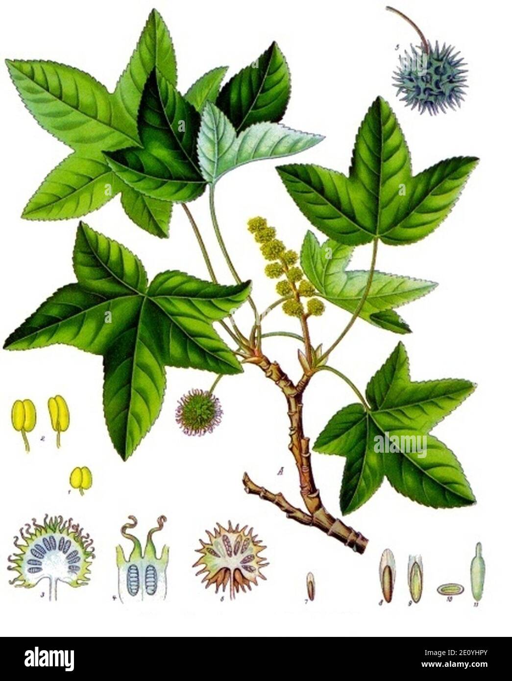 Liquidambar orientalis - Köhler–s Medizinal-Pflanzen-089. Stock Photo