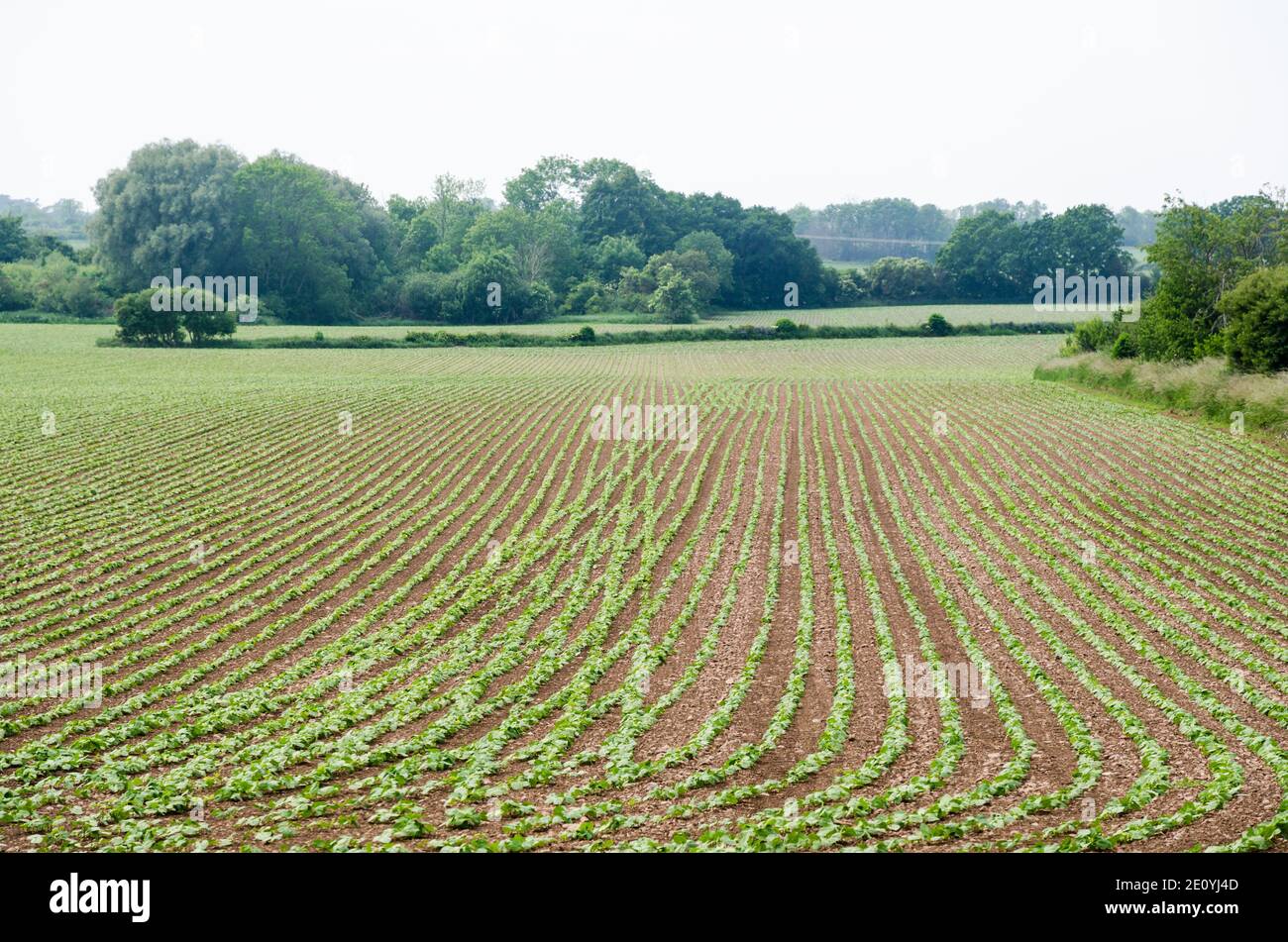 Seedling of beans in a farmers field on the swedish island Oland Stock Photo