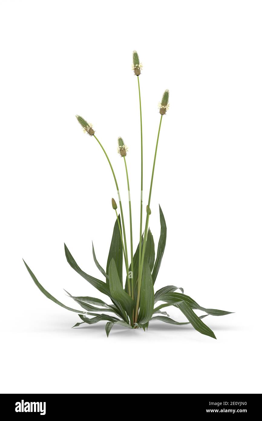 Ribwort plantain isolated on white - 3d render Stock Photo