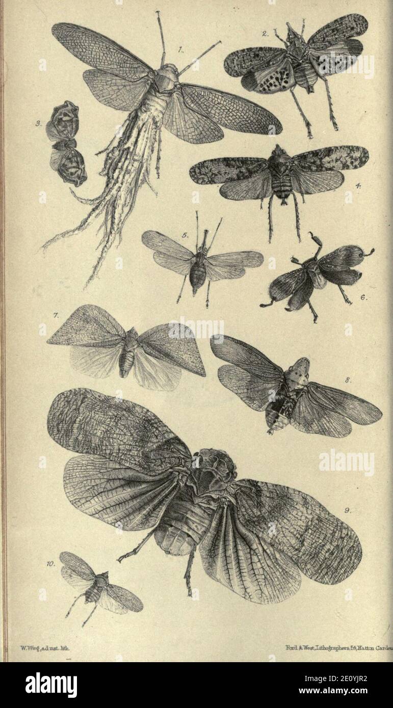 List of the ... homopterous Insects in the ... Museum Stock Photo - Alamy
