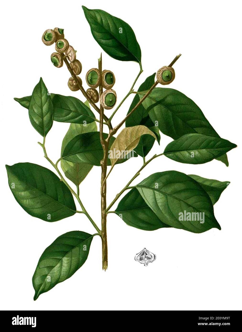 Lithocarpus costatus Blanco2.441-cropped. Stock Photo