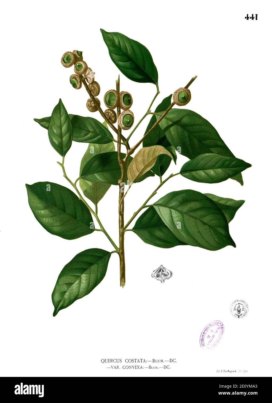Lithocarpus costatus Blanco2.441. Stock Photo