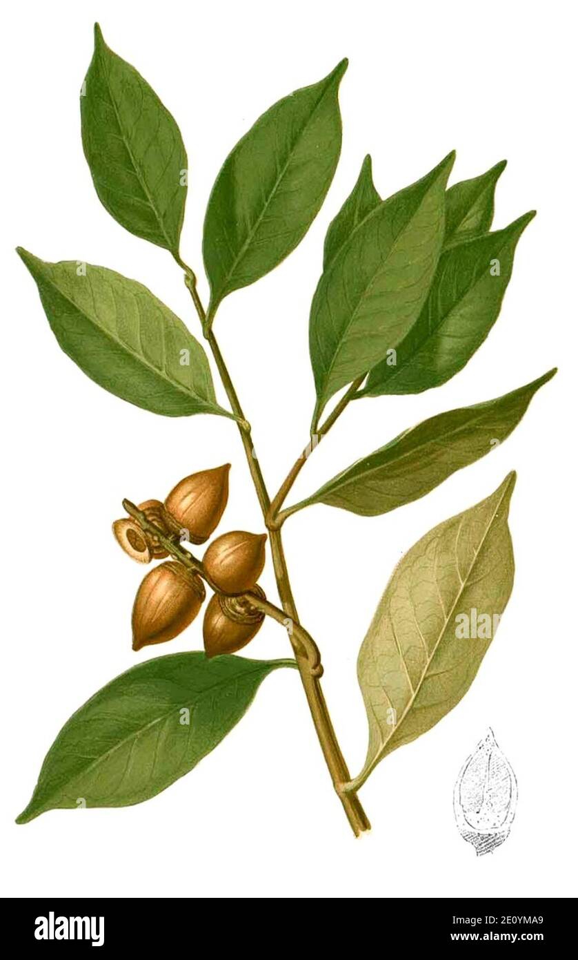 Lithocarpus pseudoreinwardtii Blanco2.440-cropped. Stock Photo