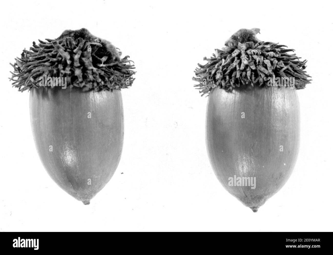 Lithocarpus densiflorus acorn. Stock Photo