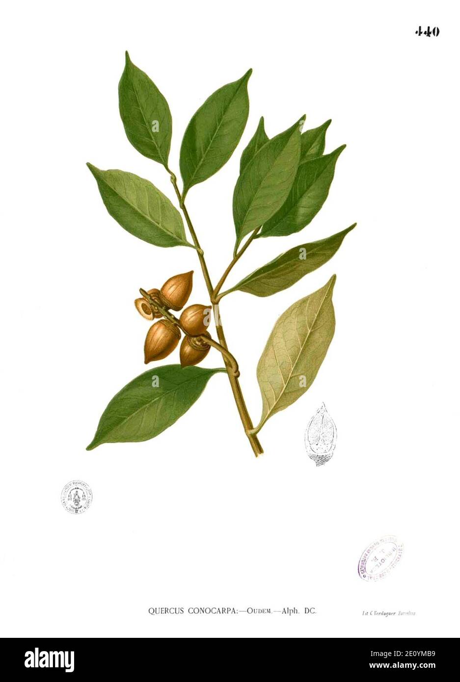 Lithocarpus pseudoreinwardtii Blanco2.440. Stock Photo