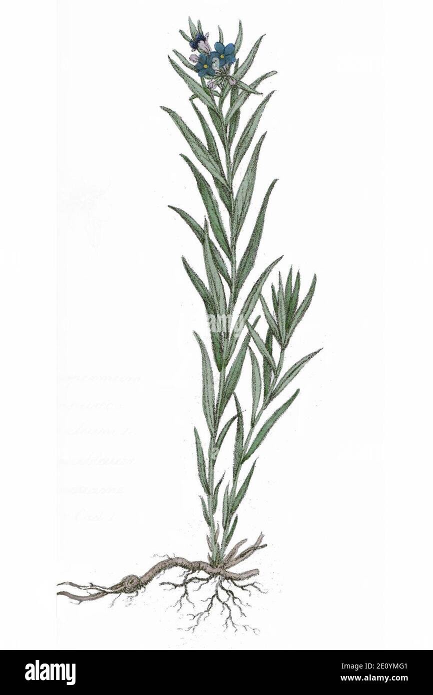 Lithosperum purpureo-coeruleum L ag1. Stock Photo