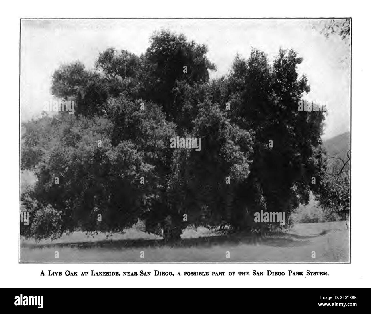 California live oak Cut Out Stock Images & Pictures Alamy