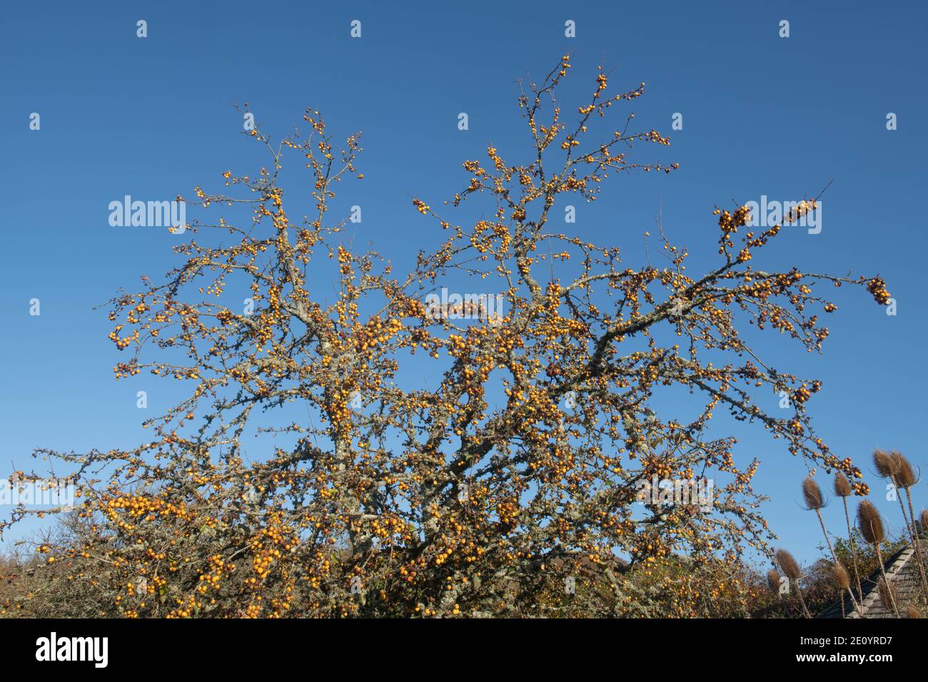 Bright Yellow Autumn Fruit on a Crab Apple Tree (Malus x zumi 'Golden Hornet') with a Bright Blue Sky Background Growing in a Garden in Rural Devon, E Stock Photo
