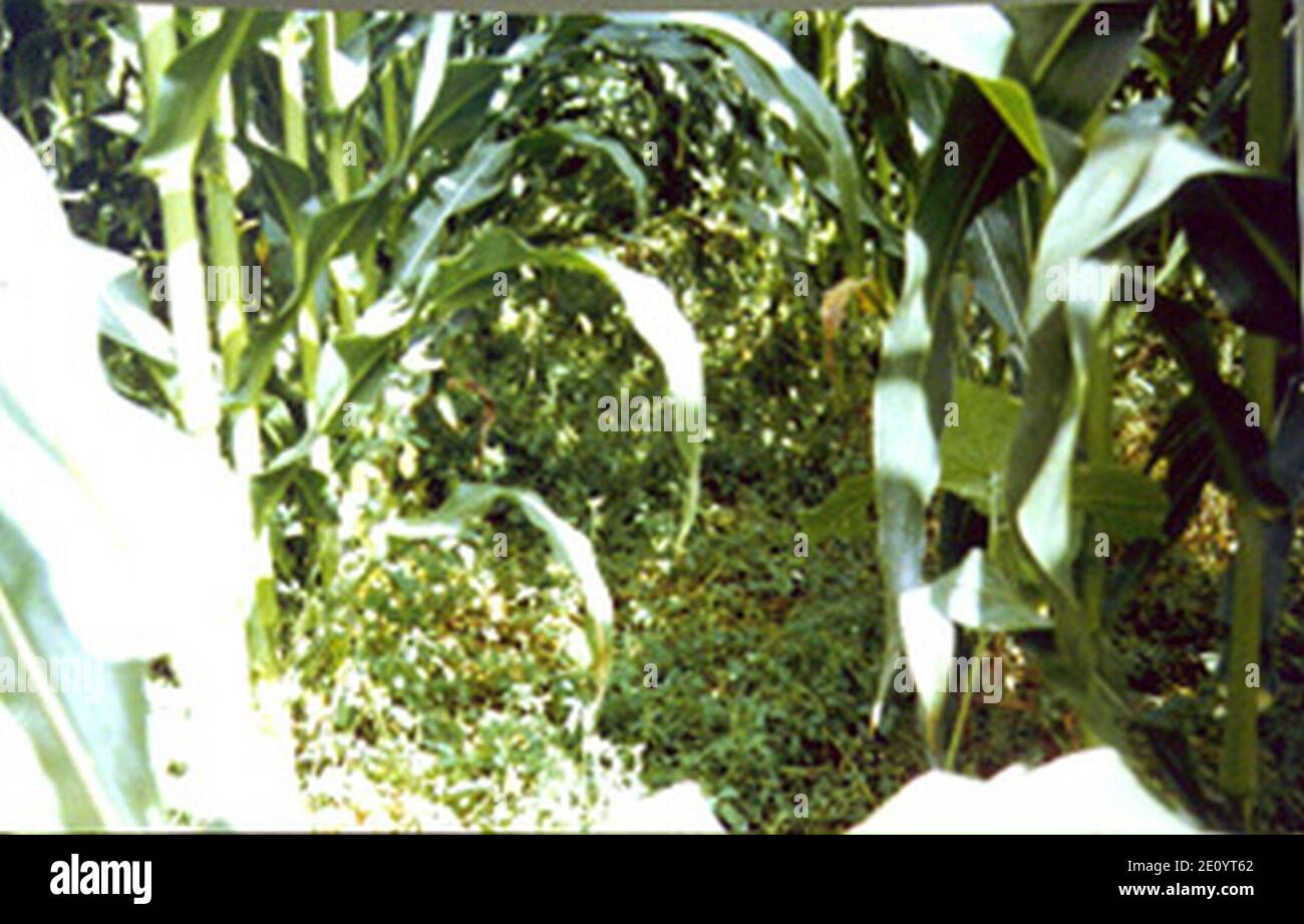 Living mulch planted to keep down weeds between crop rows Stock Photo